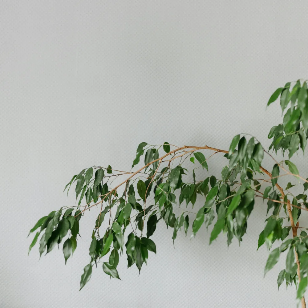 Ficus pleureur - ficus benjamina 'danielle' - hauteur 100-110cm - ⌀21cm